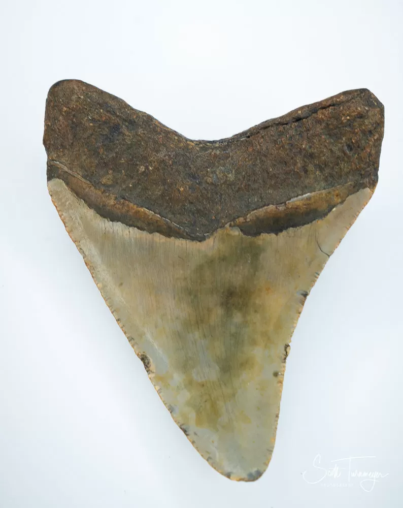 Megalodon Fossil Shark Tooth Authentic