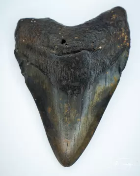 Megalodon Fossil Shark Tooth Authentic