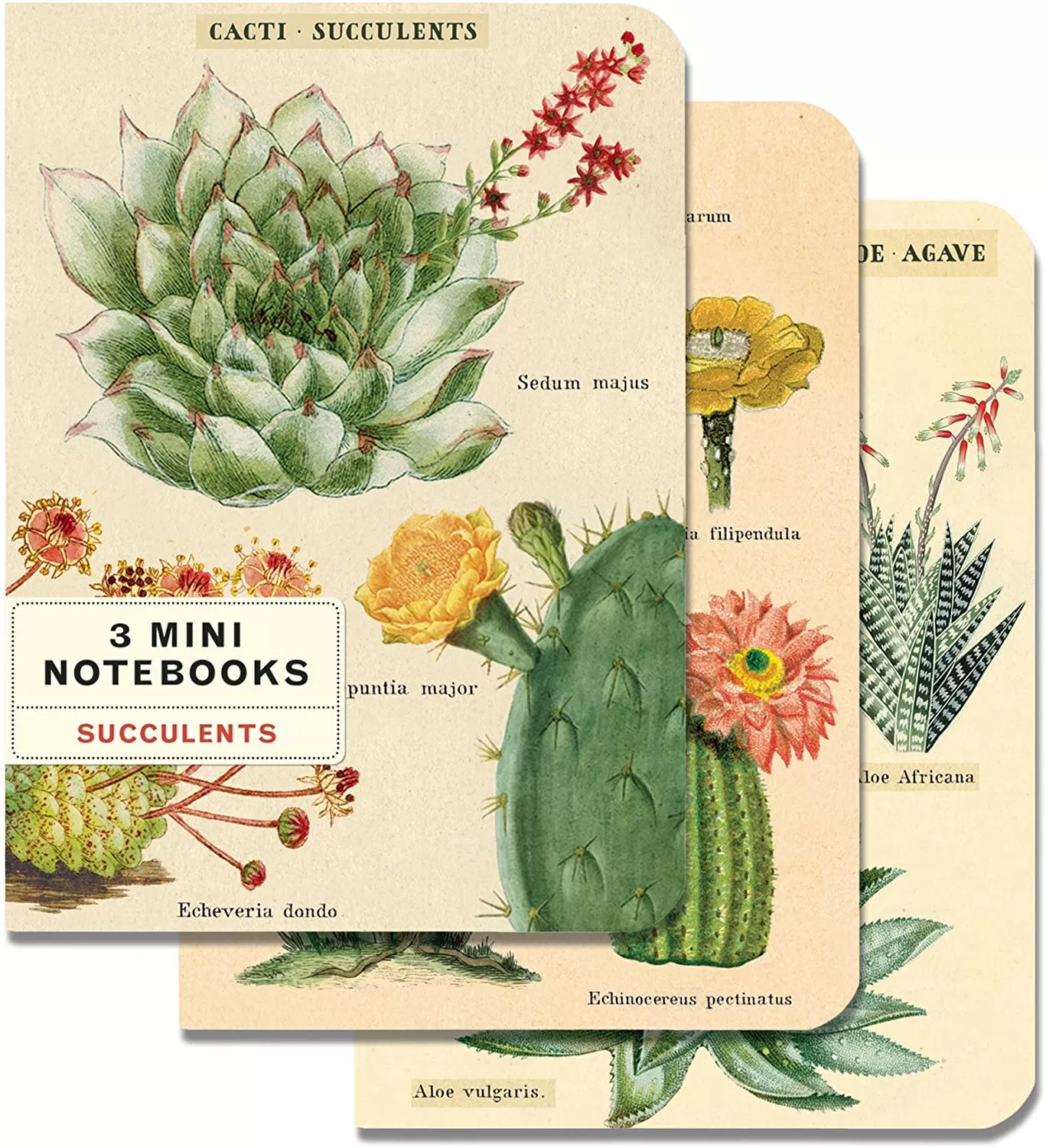 Mini Notebooks Cavallini