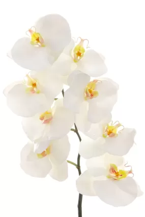 Phalaenopsis White Orchid Spray