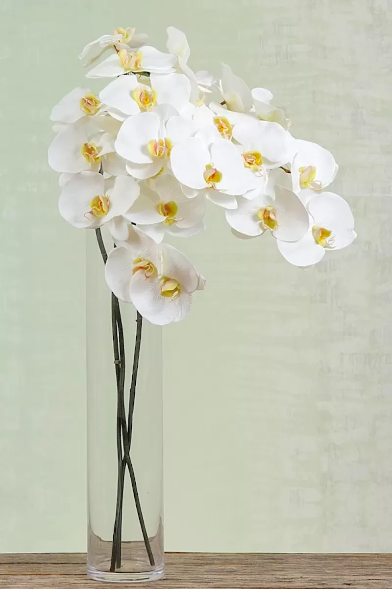 Phalaenopsis White Orchid Spray